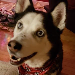 Meet your Posher, Debbie